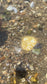 The Gold Sand Dollar